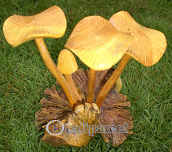 Hand Made Mushroom , Hand Carved From Parasite Wood