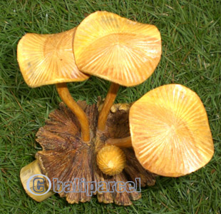 Hand Made Mushroom , Hand Carved From Parasite Wood