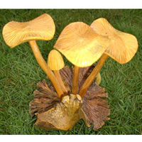 Hand Made Mushroom , Hand Carved From Parasite Wood