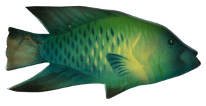 Magnet With Airbrushed, Handcarved From  Albesia Wood