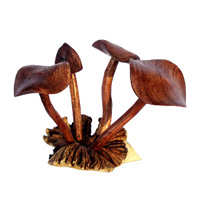 Wooden Mushrooms With Parasite Wood