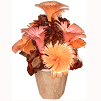 Bunch Dried Flower
