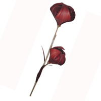 Bunch Dried Flower
