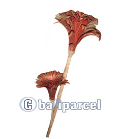 Bunch Dried Flower