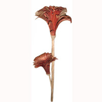 Bunch Dried Flower