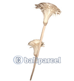 Bunch Dried Flower