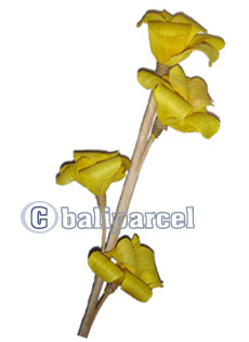Bunch Dried Flower