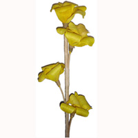 Bunch Dried Flower