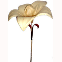 Bunch Dried Flower