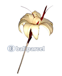 Bunch Dried Flower