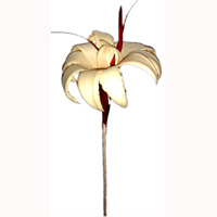Bunch Dried Flower