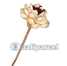 Bunch Dried Flower