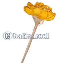 Bunch Dried Flower