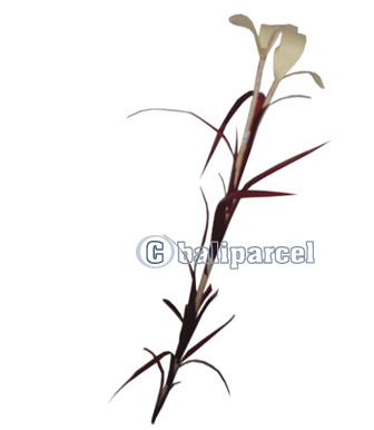 Bunch Dried Flower