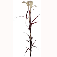 Bunch Dried Flower