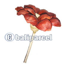 Bunch Dried Flower