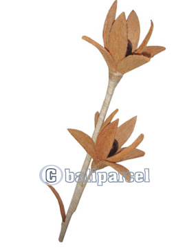 Bunch Dried Flower