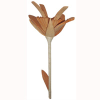 Bunch Dried Flower
