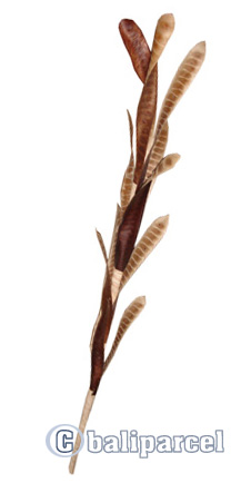 Bunch Dried Flower