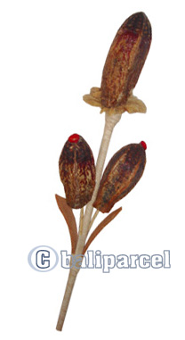 Bunch Dried Flower