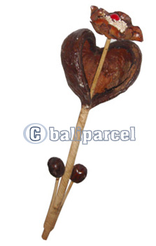Bunch Dried Flower