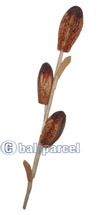 Bunch Dried Flower