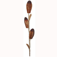 Bunch Dried Flower