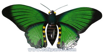 Wallhanging Butterfly With Painted, Handcrafted From Albesia Wood