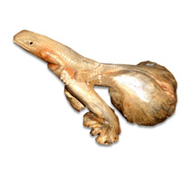 Wooden Lizard Parasite Wood