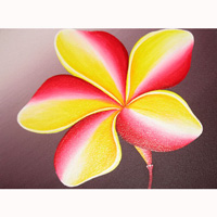 Plumeria Flower, Acrylic On Canvas