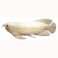Wooden Arwana Fish, Hand Carved From Waru Wood