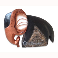 Wooden Elephant, Hand Carved From Albesia Wood