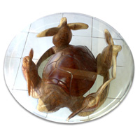 Wooden Turtle Table With 4 Babies, Hand Carved From Suar Wood (included Glass Dia: 80cm)