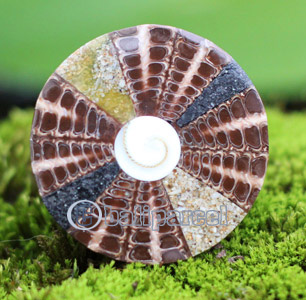 Ring, Made From Resin With Shell