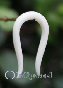 Pair Of Organic Body Piercing, Handmade With Bone