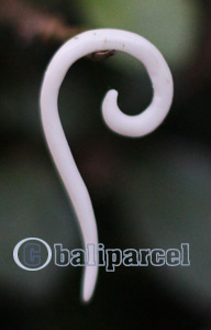 Pair Of Organic Body Piercing, Handmade With Bone
