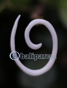 Pair Of Organic Body Piercing, Handmade With Bone