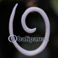 Pair Of Organic Body Piercing, Handmade With Bone