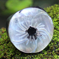 Ring Made From Resin With Shell