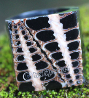 Ring Made From Resin With Shell