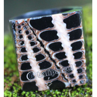 Ring Made From Resin With Shell