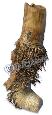 Bamboo Vase, Handmade From Bamboo Root