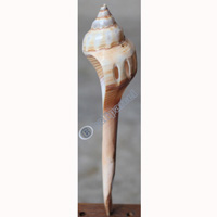 Hair Stick, Made From Shell 