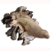 Handcarved Wooden Walrus, Made From Suar Wood With Natural Polished