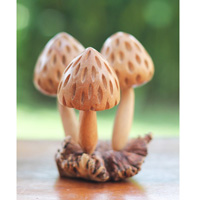 Wooden Mushrooms With Parasite Wood