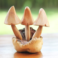 Wooden Mushrooms With Parasite Wood