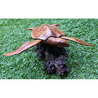 Wooden Turtle, Handcarved From Hibiscus Wood