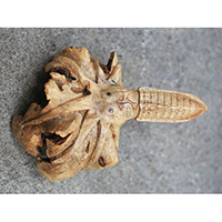Wooden Octopus With Parasite Wood