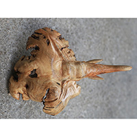 Wooden Elephant With Parasite Wood