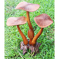 Wooden Mushrooms With Parasite Wood